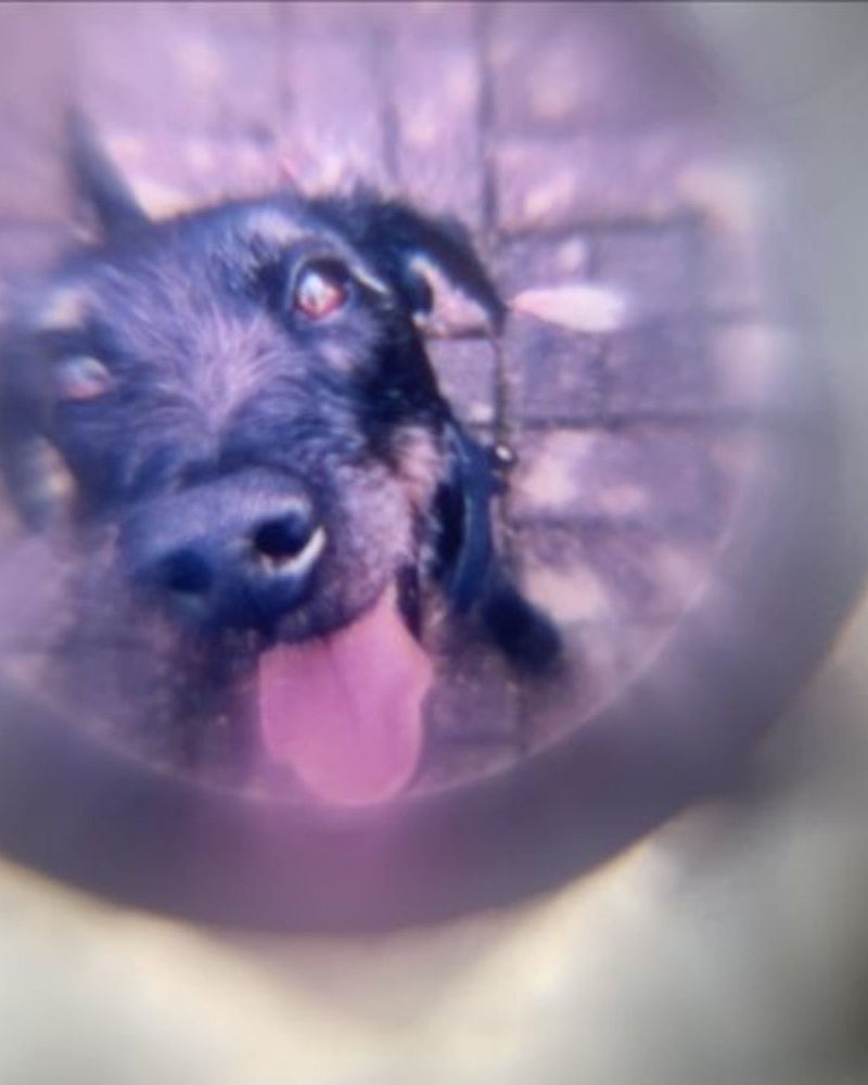 A customer's dog, seen through the lens of a Hidden Forever projection necklace. Photo by Jessica O., verified buyer.